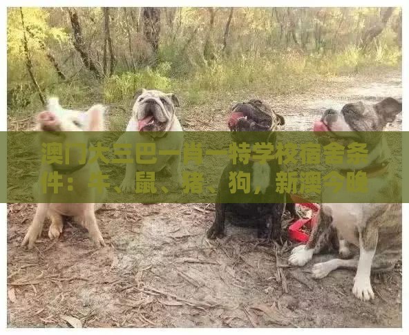 澳门大三巴一肖一特学校宿舍条件：牛、鼠、猪、狗，新澳今晚开一肖一特预测和神算子,新奥今晚一肖一码预测和警惕迷惑性推广,升级分析、解释与落实